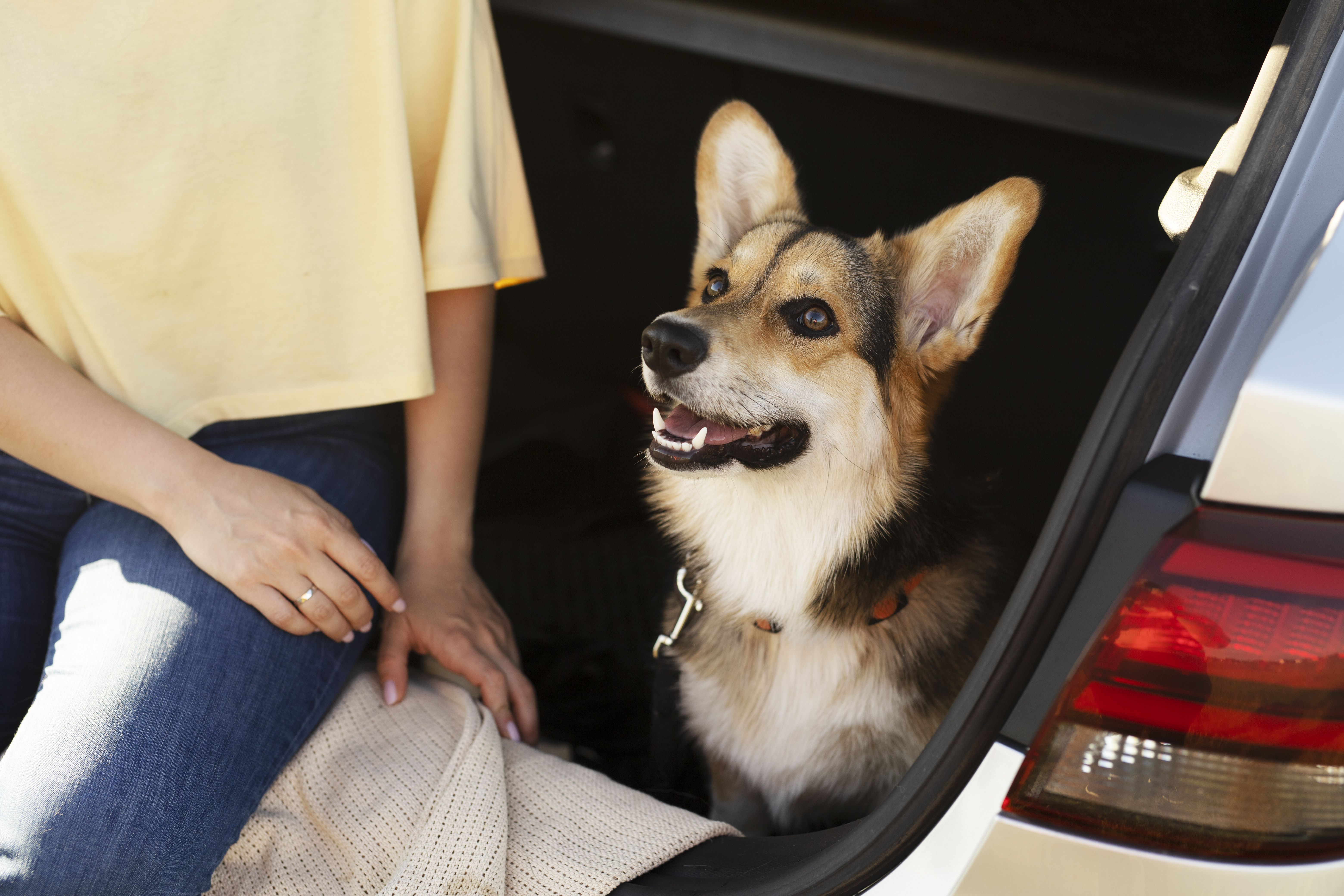 Transport chien voiture